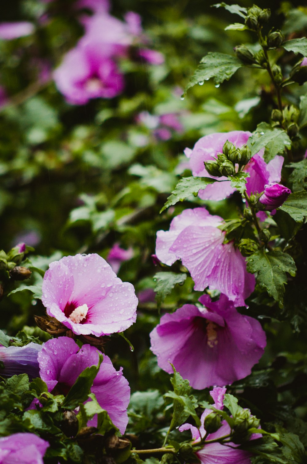 a bunch of purple flowers with green leaves