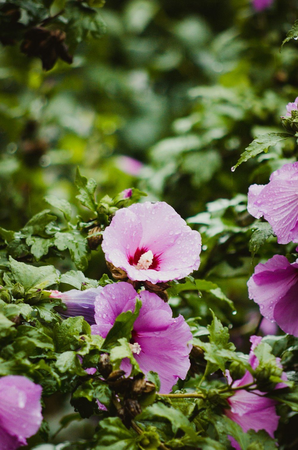 a bunch of pink flowers with green leaves