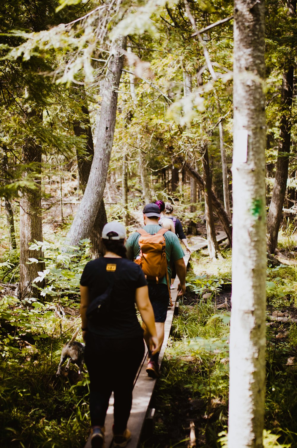 a group of people hiking through a forest