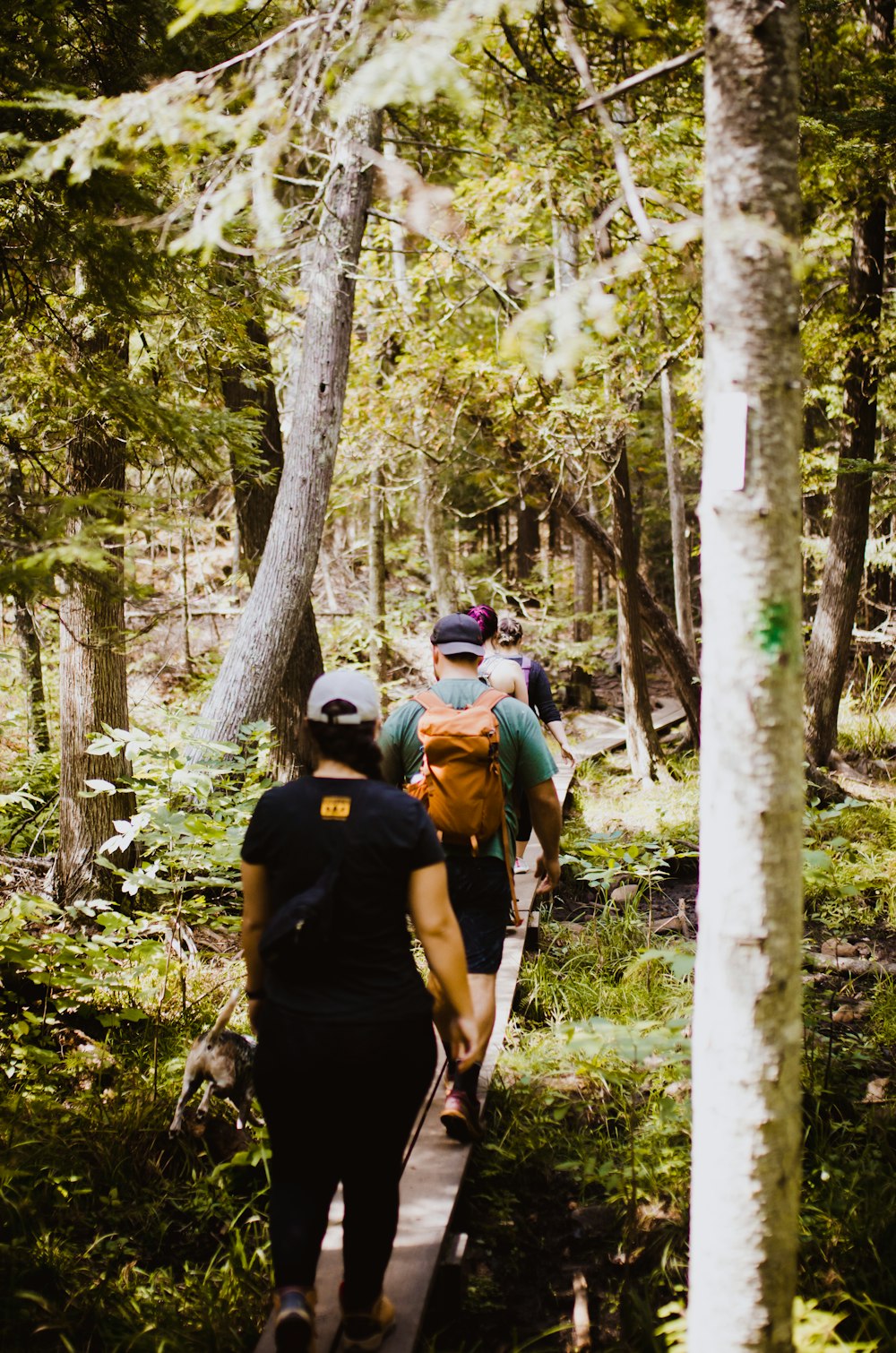 um grupo de pessoas caminhando através de uma floresta