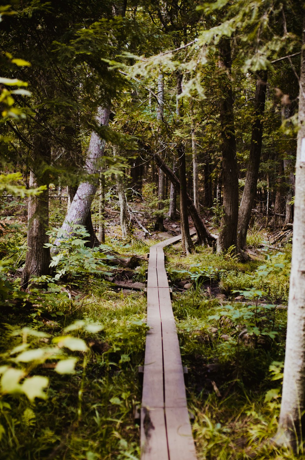 a wooden walkway in the middle of a forest