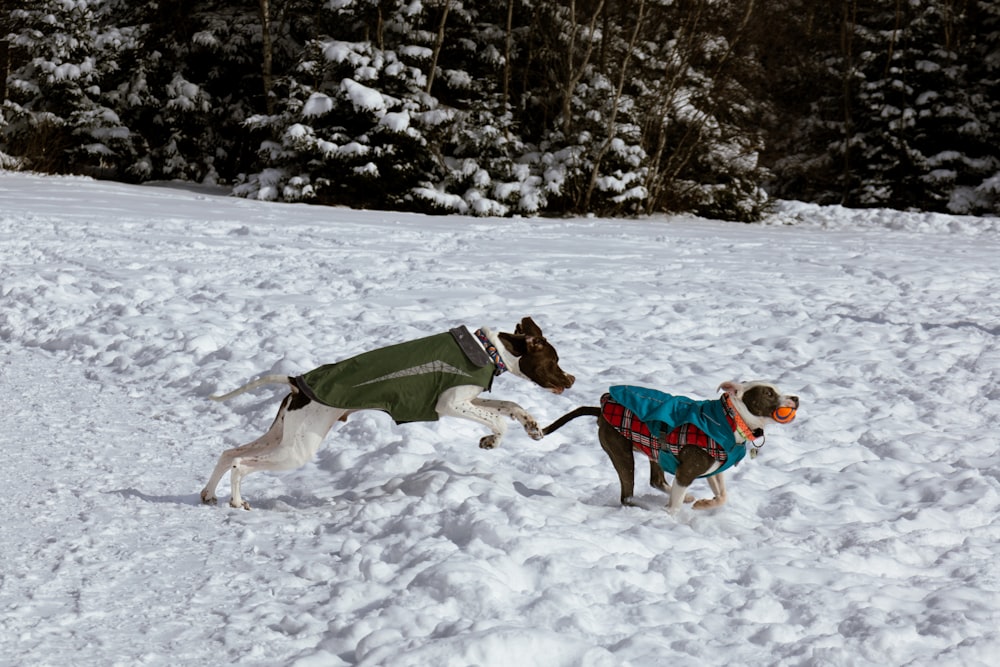 two dogs playing in the snow with each other