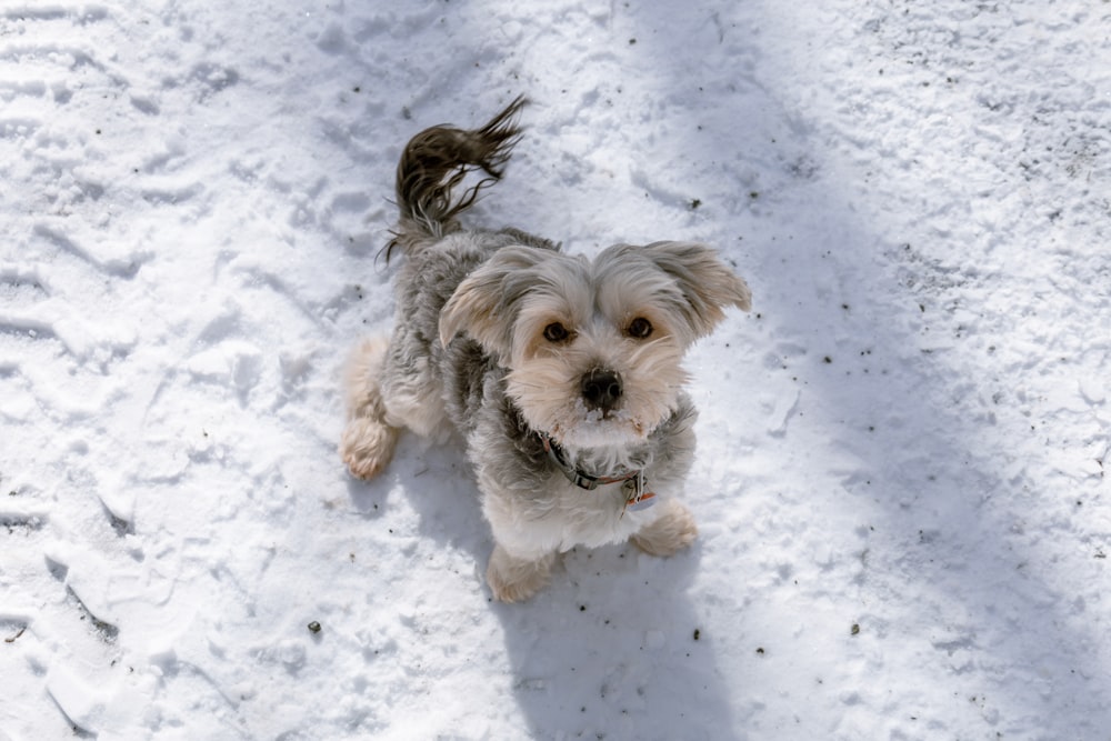 a small dog is standing in the snow