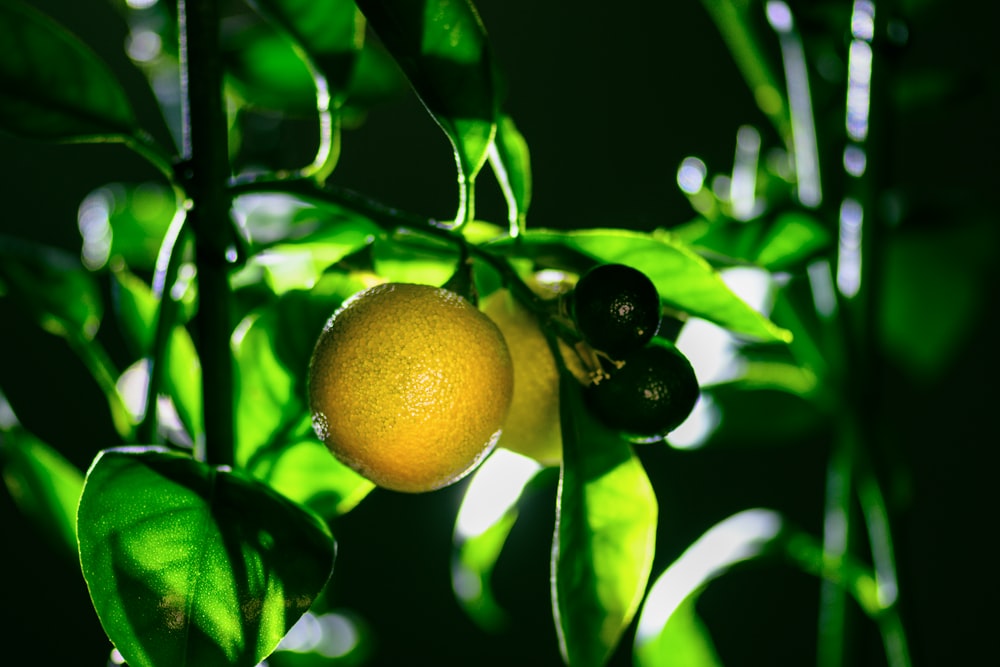 a close up of two oranges on a tree