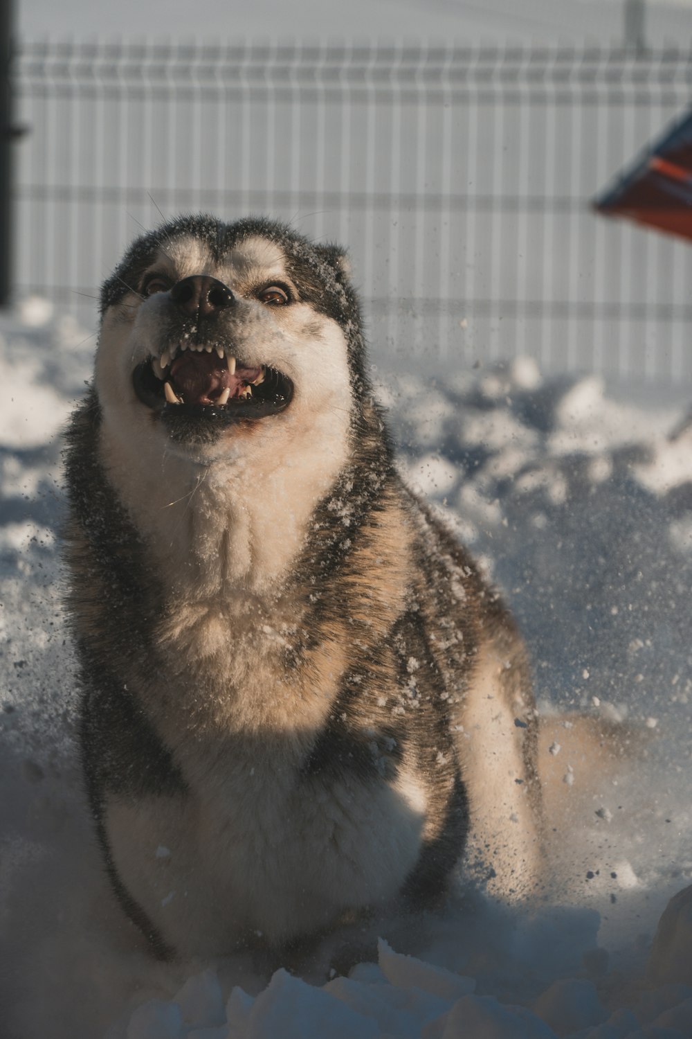 a husky dog is playing in the snow