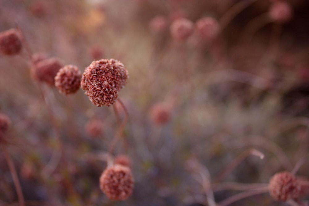 a close up of a plant with pink flowers