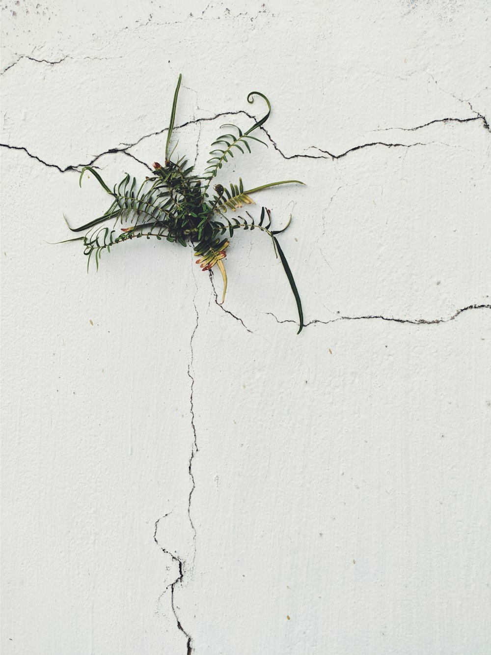 a plant growing out of a crack in a wall