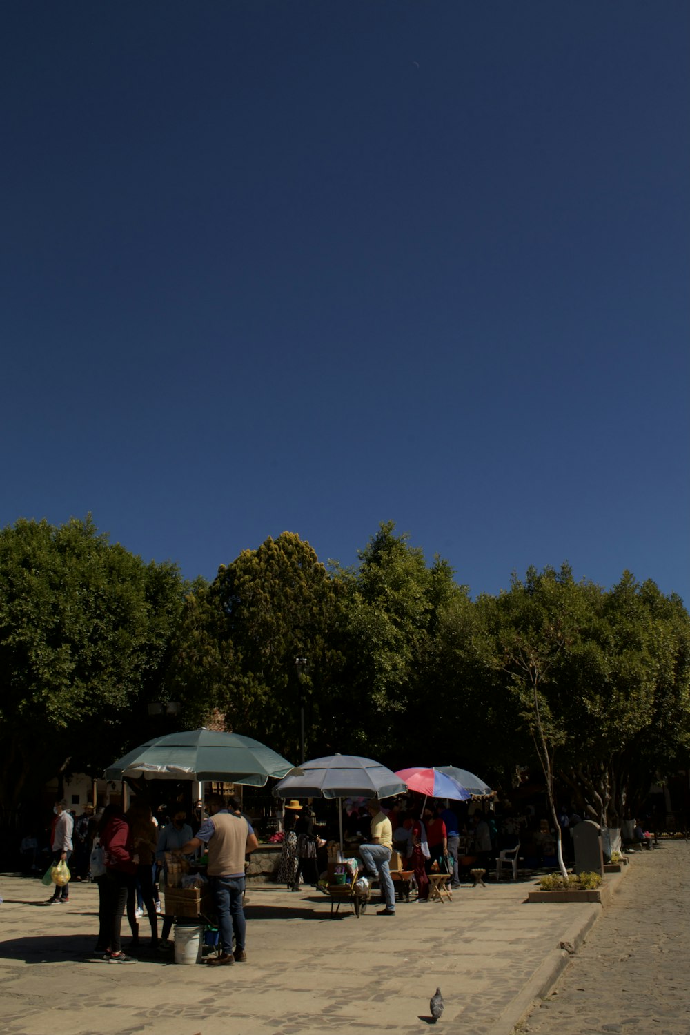 a group of people standing under umbrellas in a park