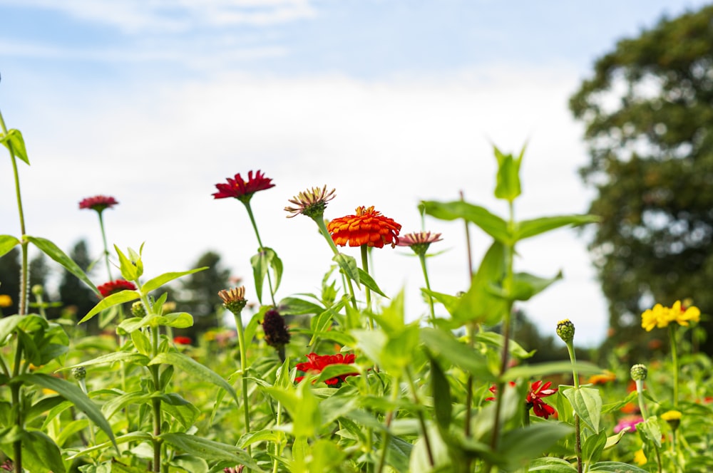 a field full of red and yellow flowers