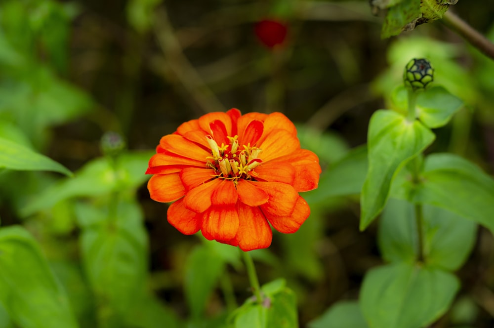 an orange flower with green leaves in the background