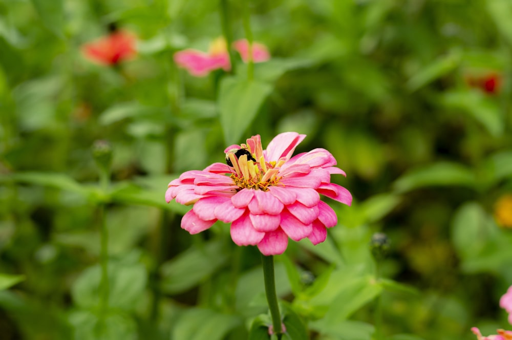 a pink flower with green leaves in the background