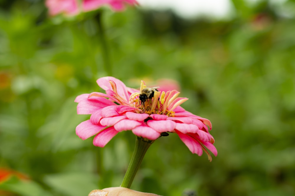 a person holding a pink flower with a bee on it