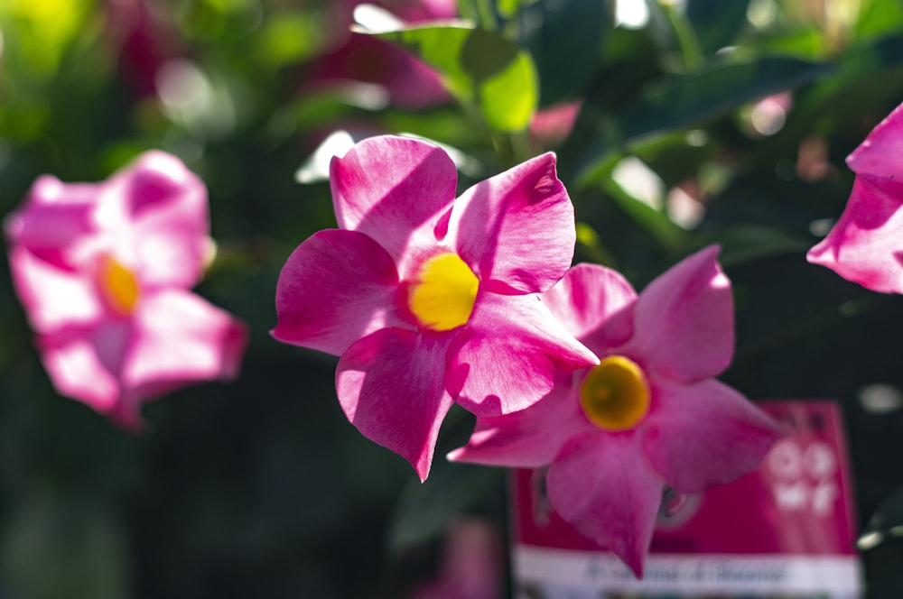 a group of pink flowers with a yellow center