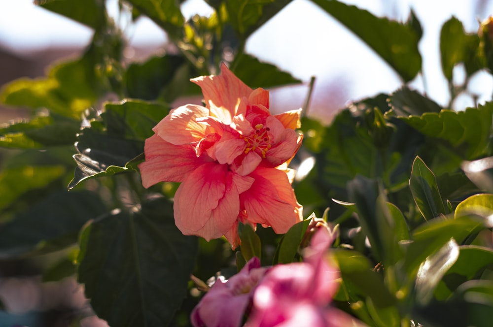 a close up of a pink flower with green leaves