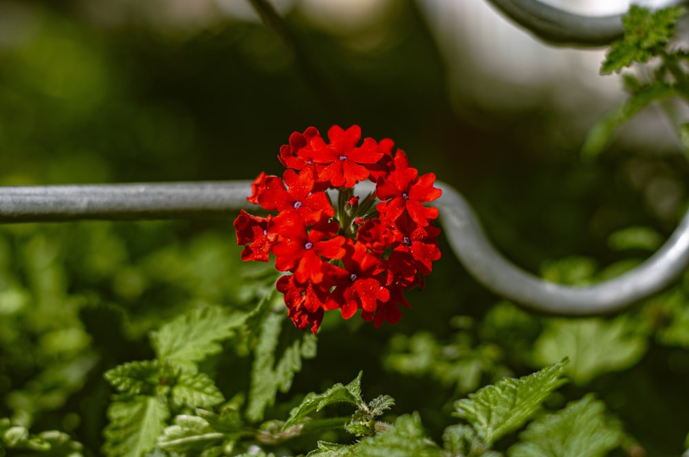 a red flower that is growing out of the ground