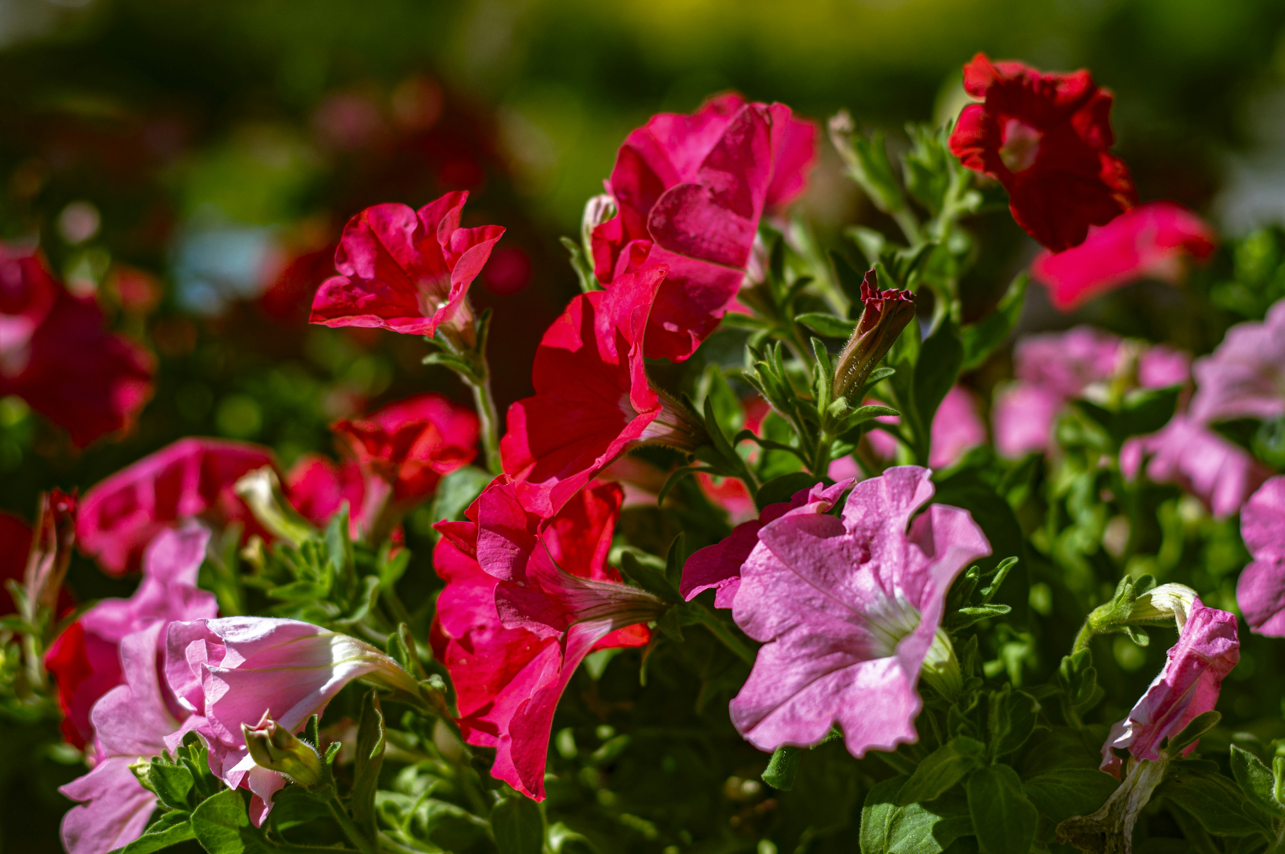 Photo by jokostudios