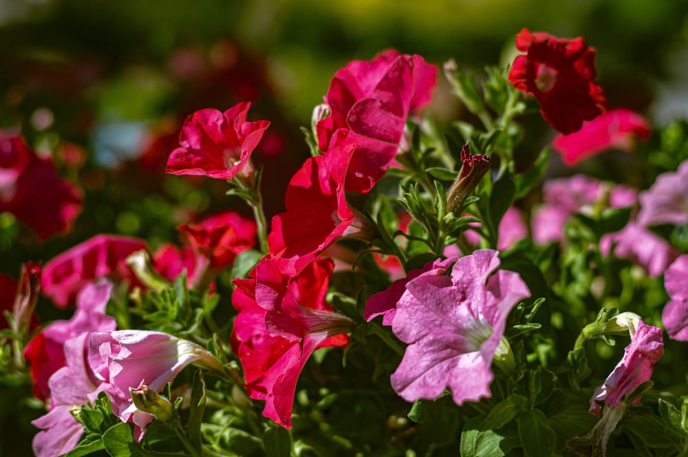 a bunch of pink and red flowers in a garden