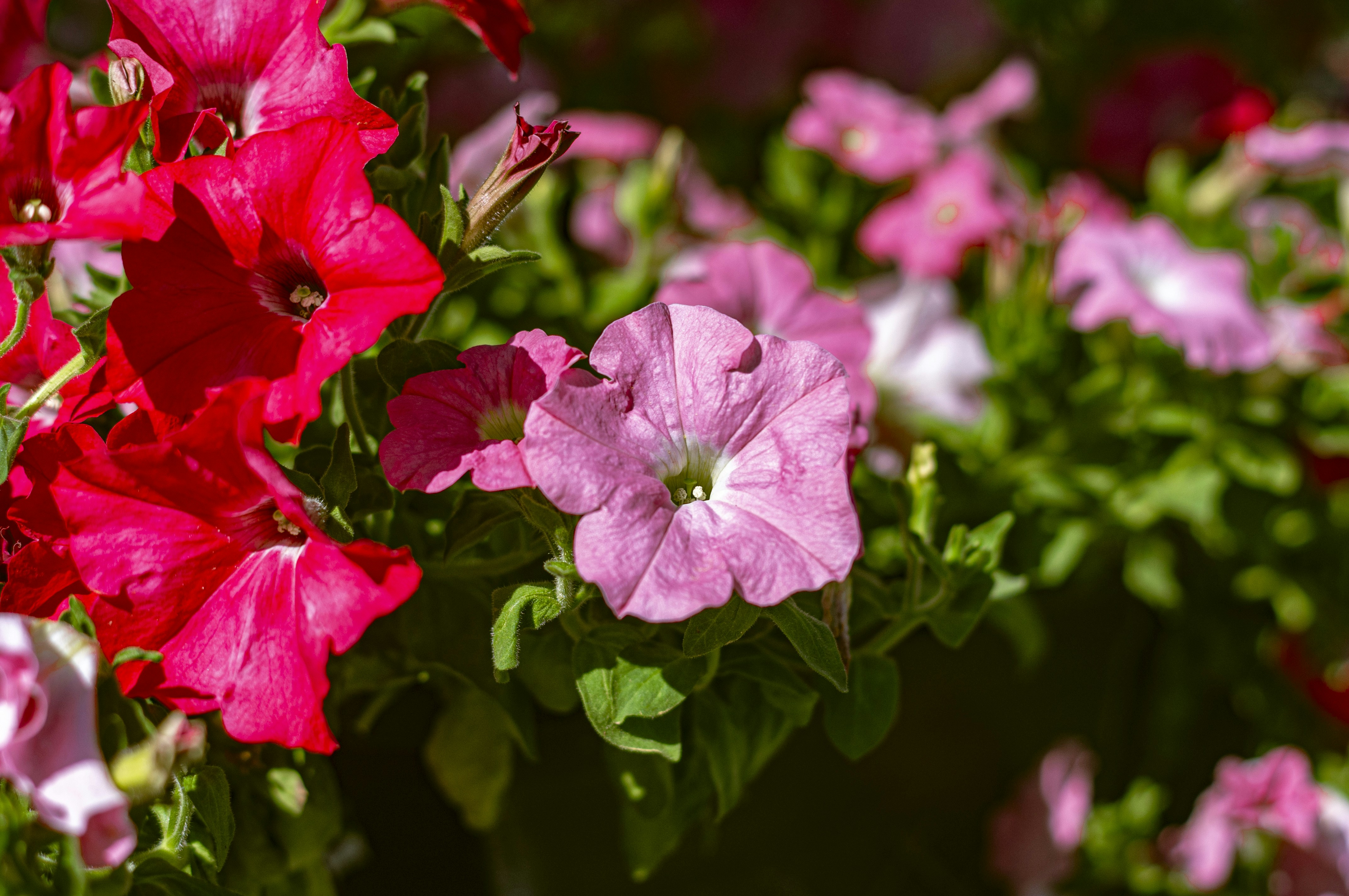 Photo by jokostudios