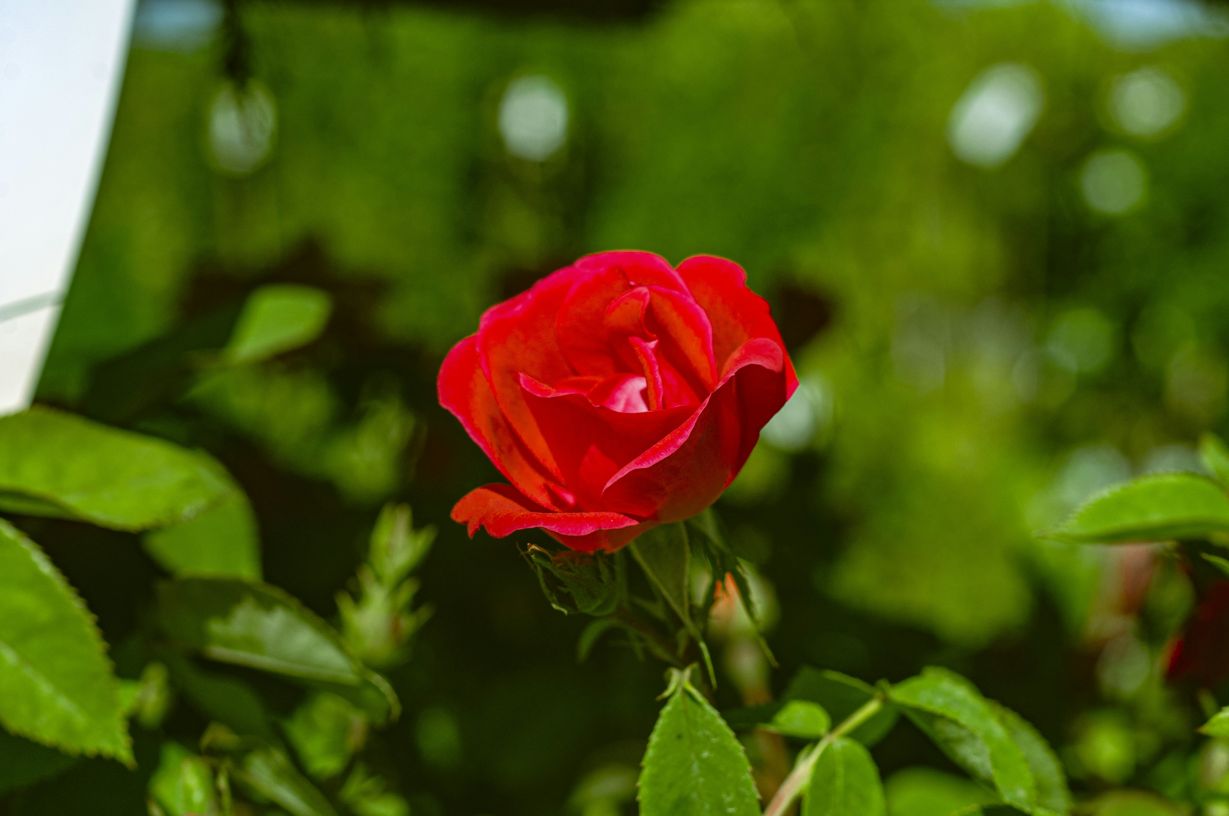 Photo by jokostudios