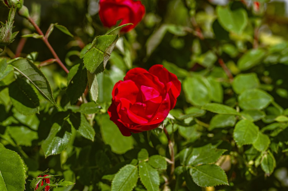 a close up of a red rose on a bush
