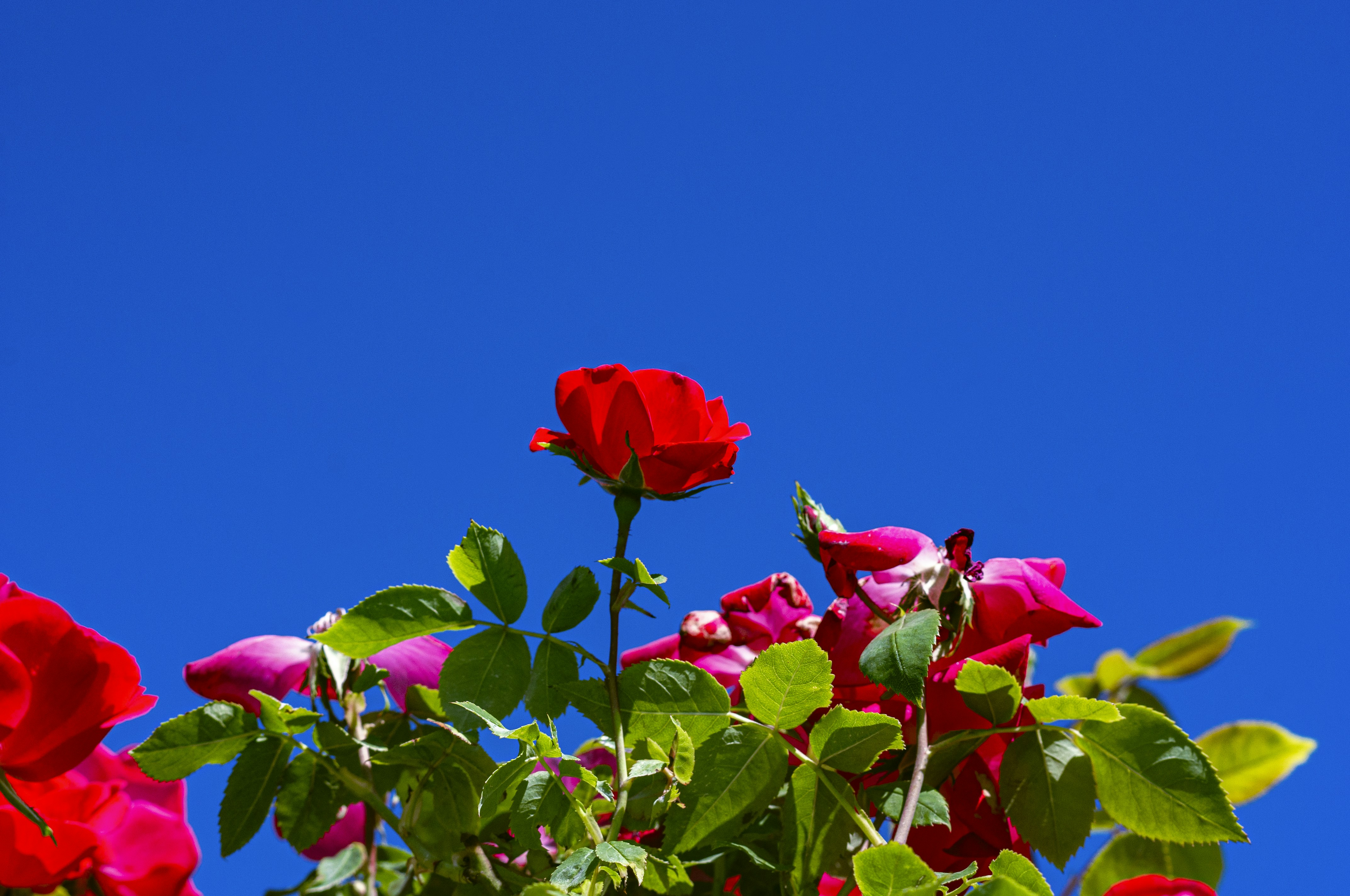 Photo by jokostudios