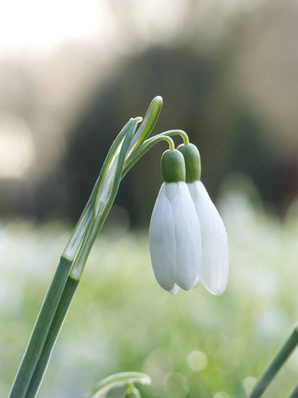 a close up of a flower with a blurry background