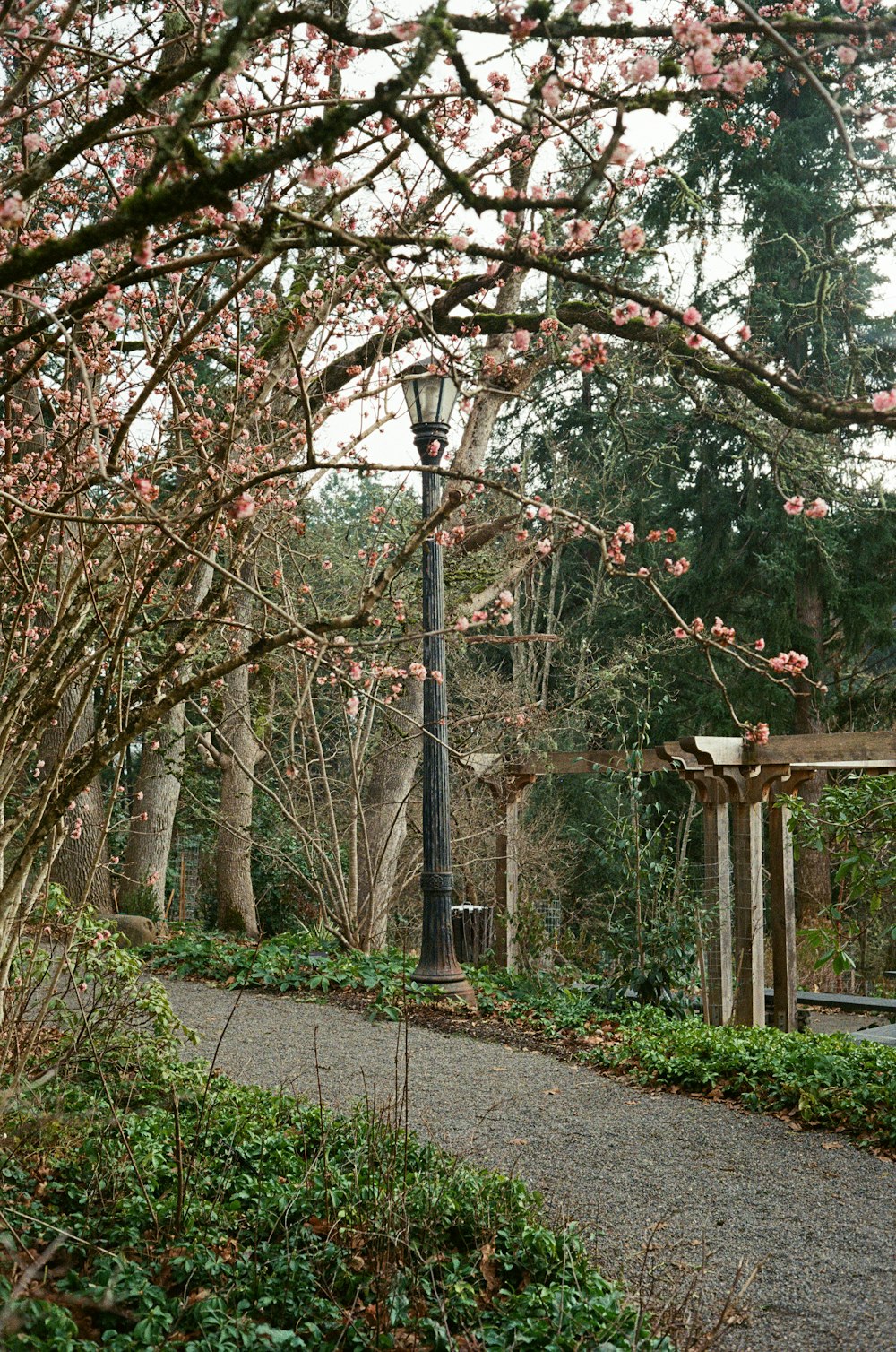 a path in a park with a lamp post and trees
