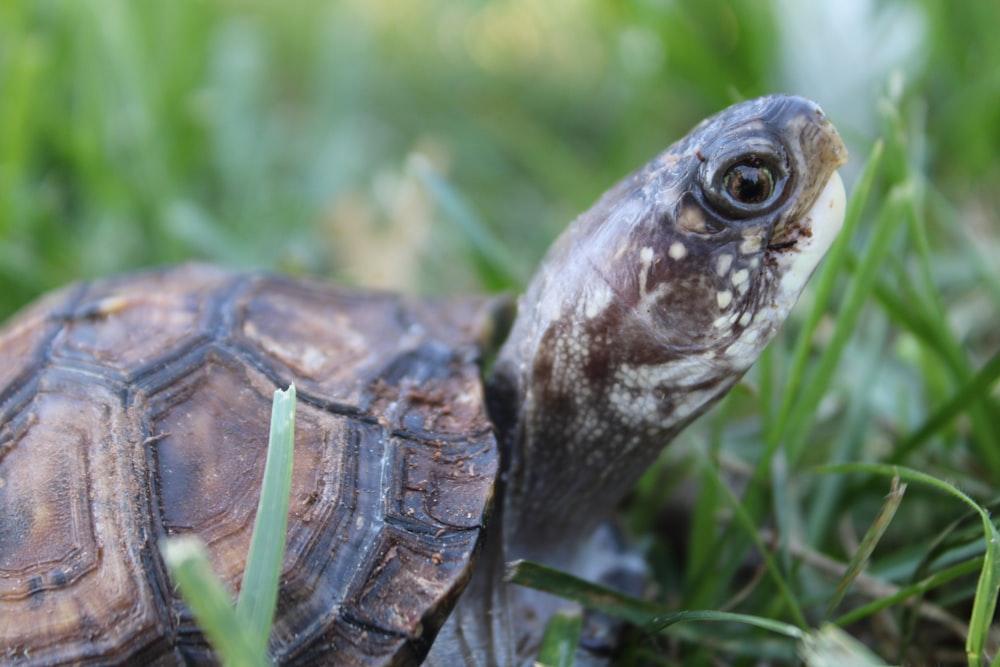 a close up of a turtle in the grass