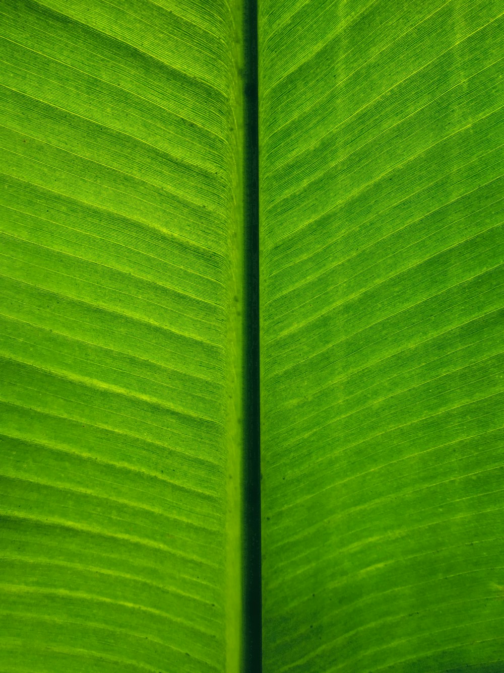 a close up of a large green leaf