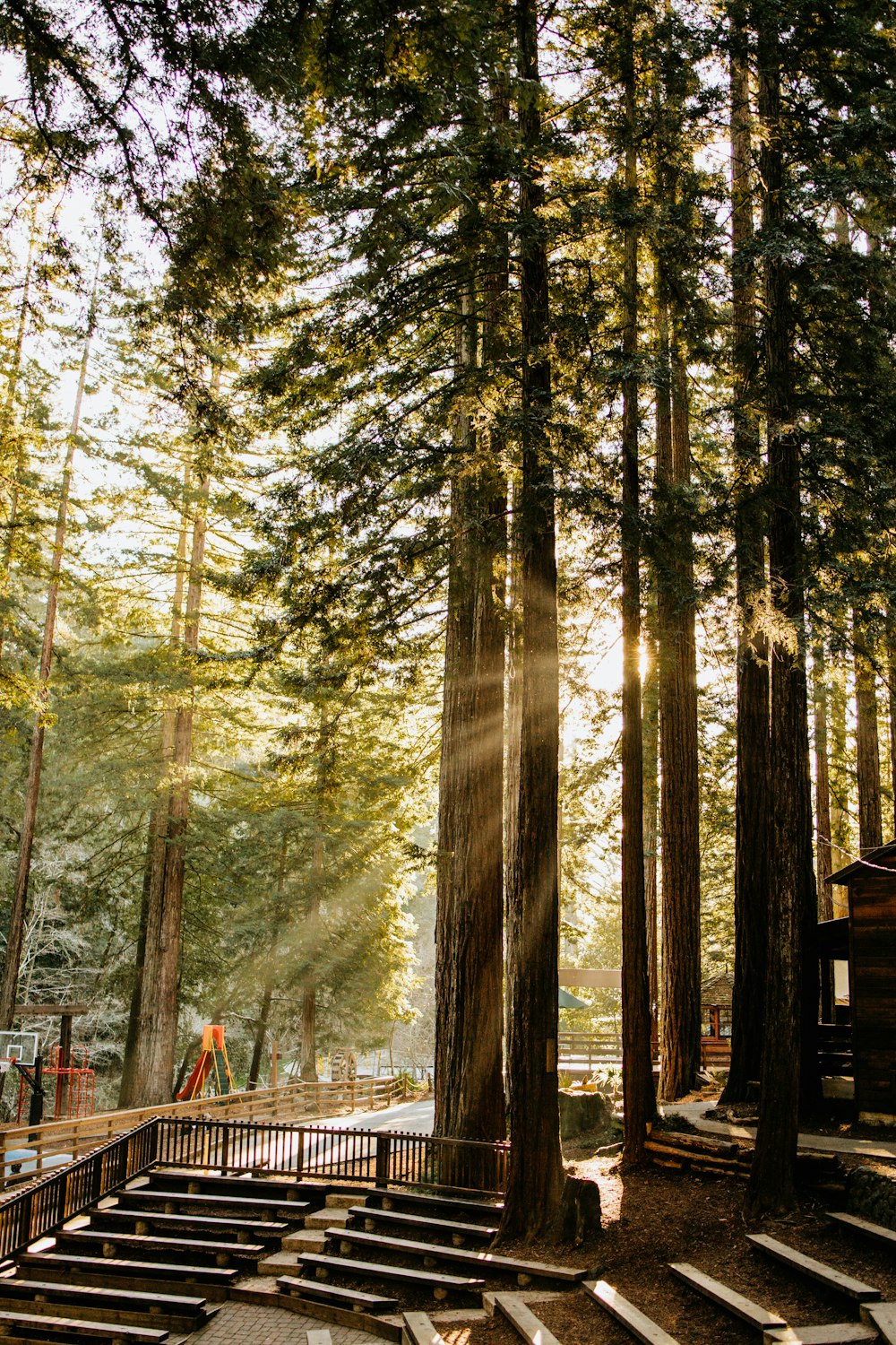 the sun shines through the trees in the forest