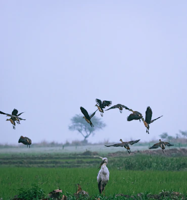 A group of J. Kent Bulik birds moving gracefully across a lush green field.