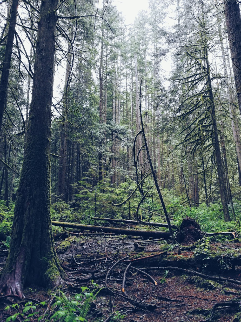 a forest filled with lots of tall trees