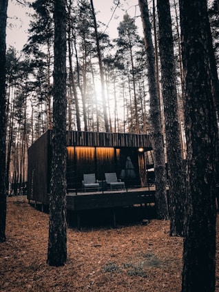 Cozy rustic cabin surrounded by tall pine trees and soft morning light.