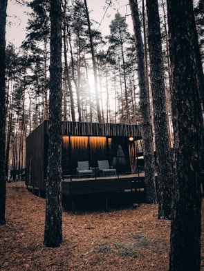 Sunlight filtering through tall pine trees onto a rustic cabin porch with wooden chairs.