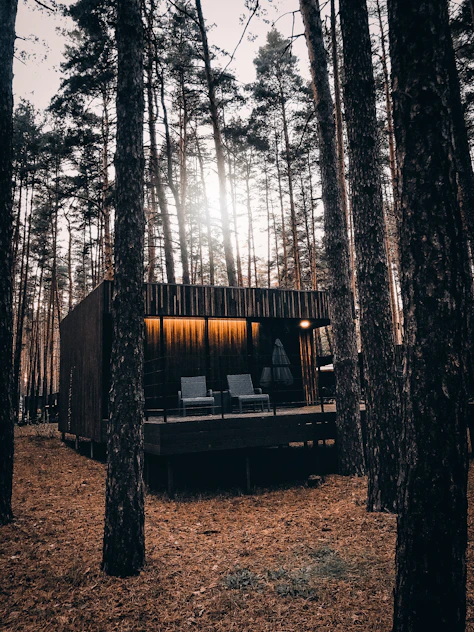 A cozy modern cabin nestled among tall Limpopo trees under a bright blue sky.