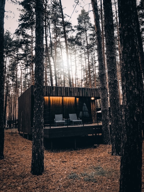 Cozy modern cabin surrounded by tall pine trees under a clear blue sky.