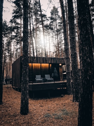 A modern cabin nestled among tall pine trees, with sunlight filtering through the branches. The cabin features a deck with chairs, and warm lighting, creating a cozy atmosphere.