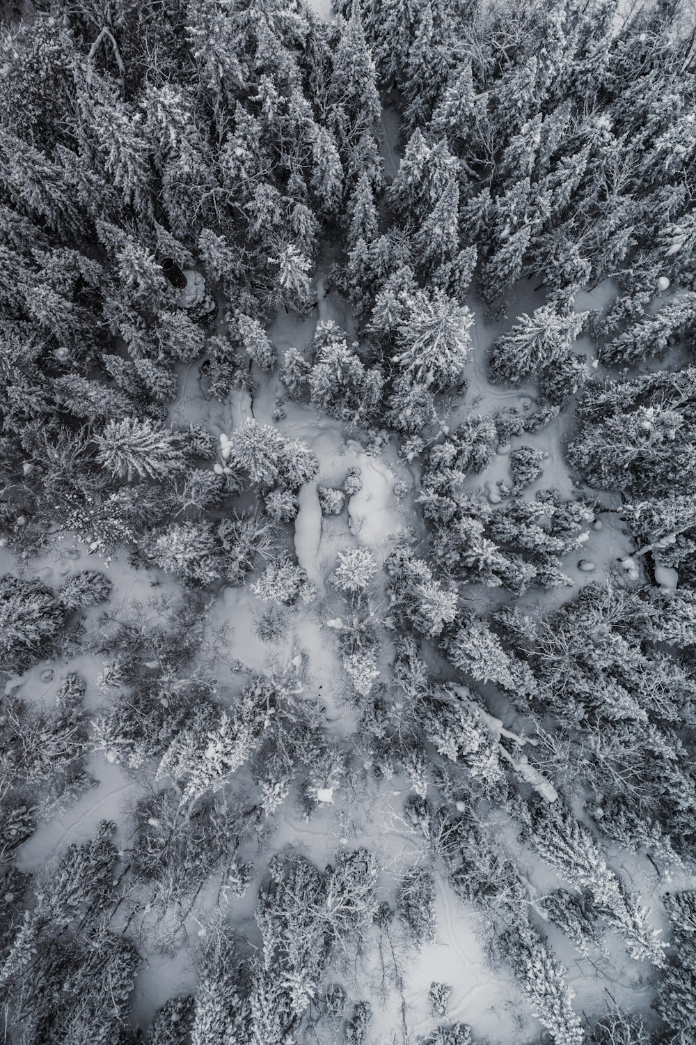 an aerial view of a snow covered forest