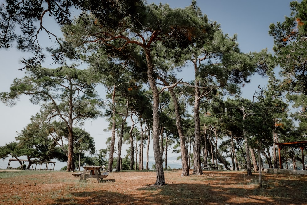 a group of trees that are in the grass