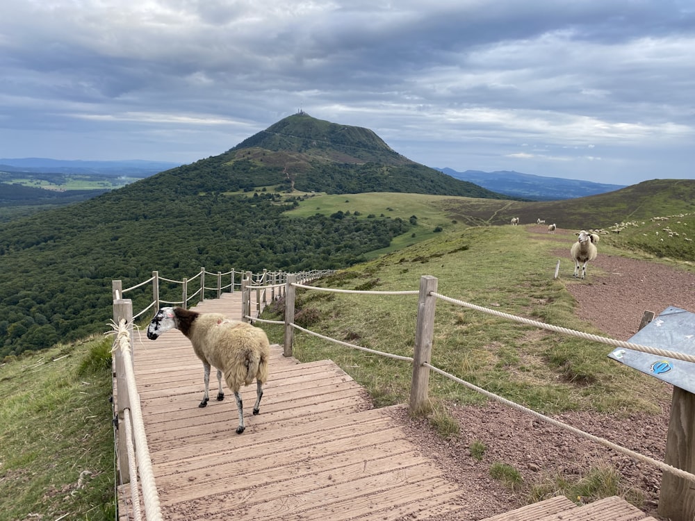 a couple of sheep walking up a set of stairs