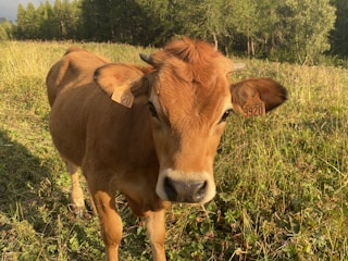 A brown calf with a light patch on its nose stands in a green field. The animal has ear tags labeled with numbers. The background features trees and a clear sky, suggesting a rural setting.