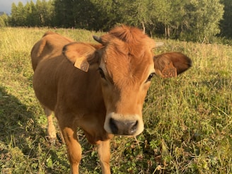 A brown calf with a light patch on its nose stands in a green field. The animal has ear tags labeled with numbers. The background features trees and a clear sky, suggesting a rural setting.