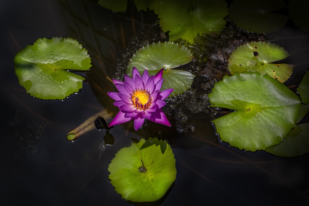 a purple water lily in a pond with lily pads