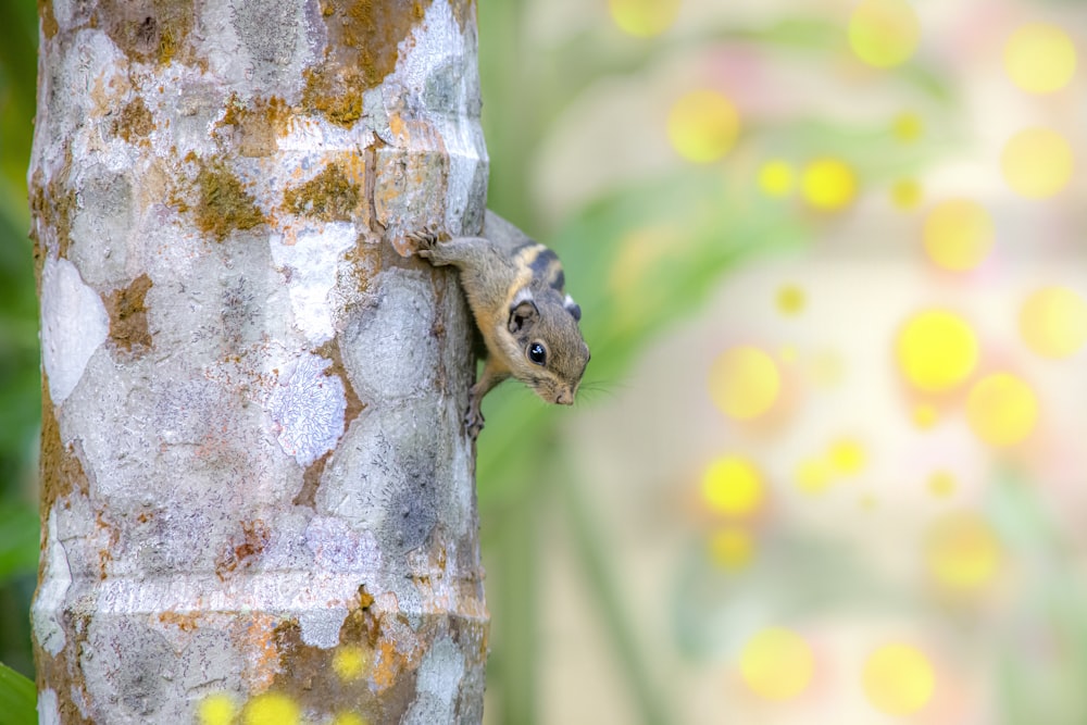 Ein Eichhörnchen klettert an der Seite eines Baumes hinauf