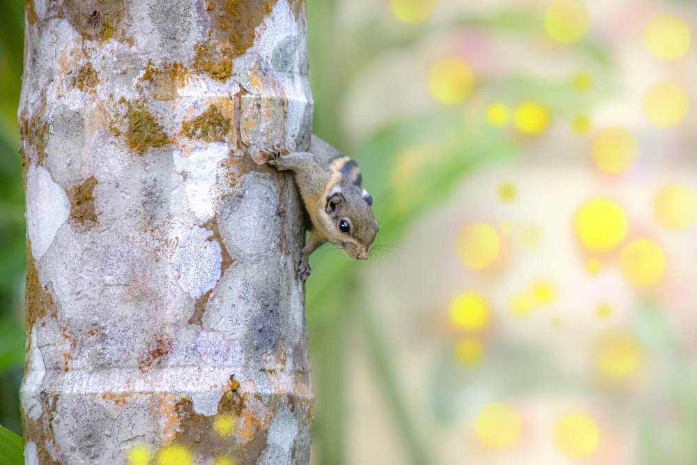 a squirrel climbing up the side of a tree