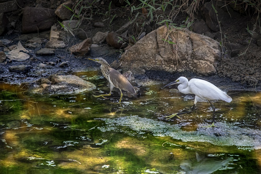 um par de pássaros que estão parados em alguma água