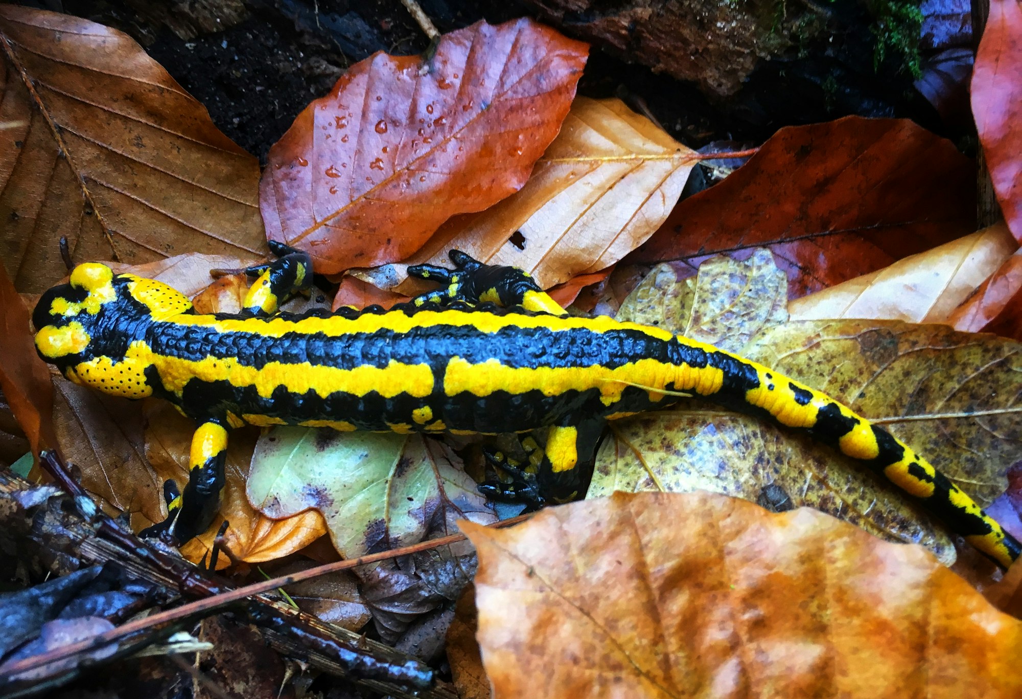 Fire salamander in Autumn