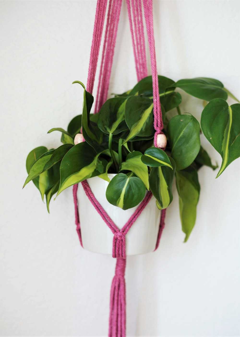 a potted plant hanging on a wall