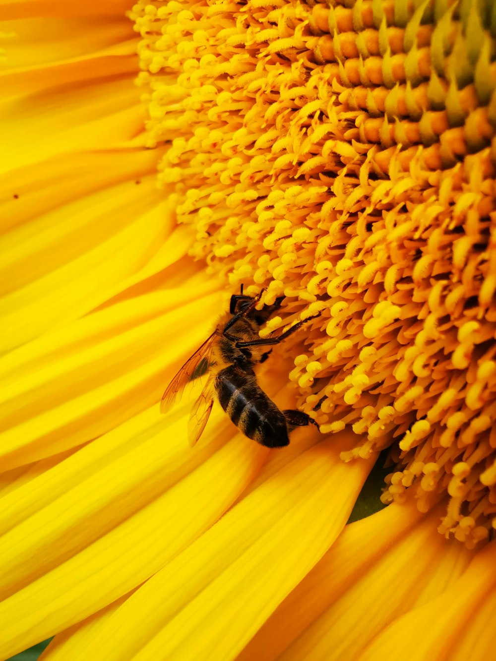 a bee sitting on a sunflower with its wings open