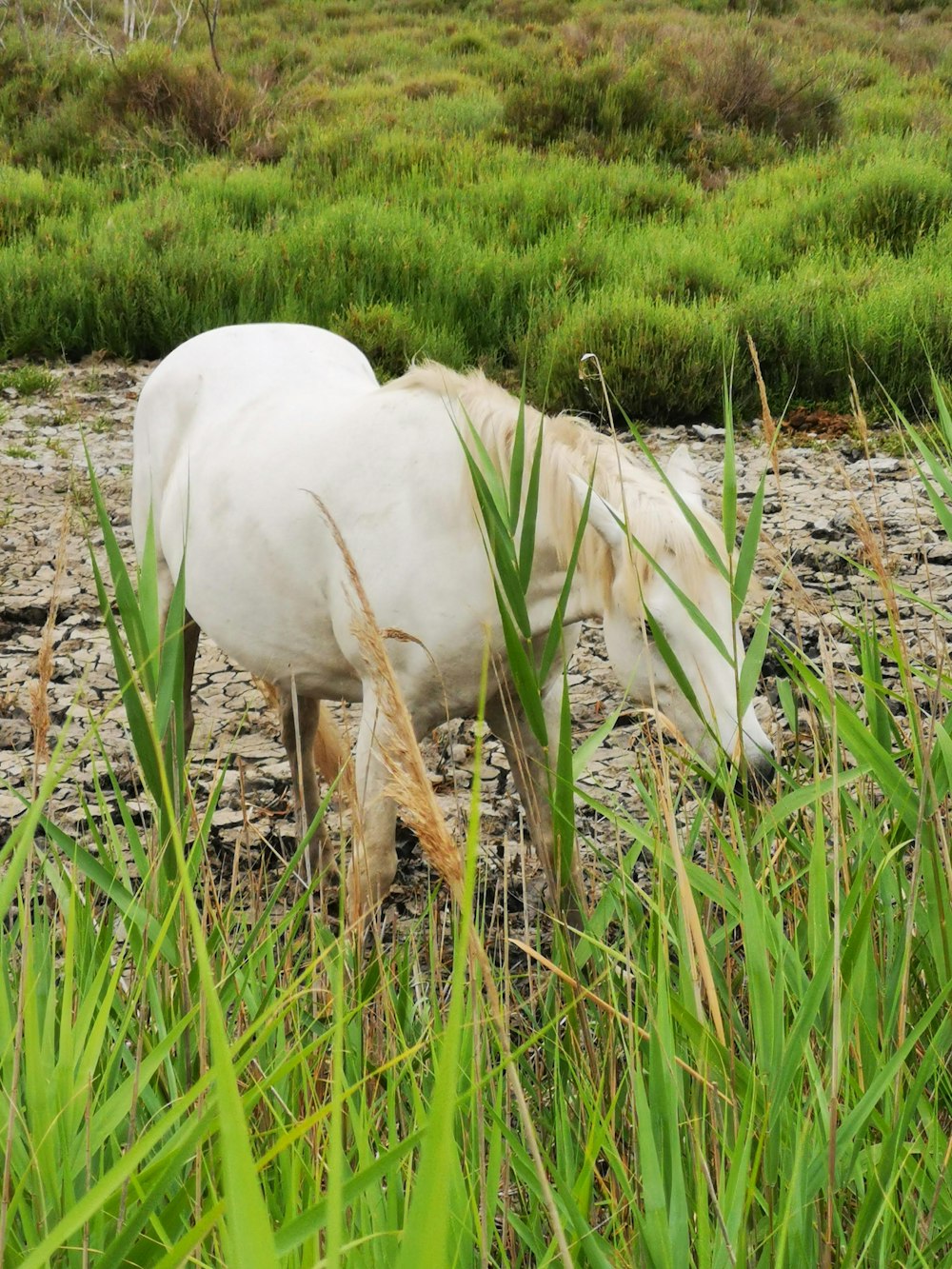 a white horse walking through a lush green field